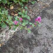 ヒメ日記 2025/08/10 19:39 投稿 麻衣 モアグループ大宮人妻花壇