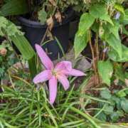 ヒメ日記 2025/08/27 20:33 投稿 麻衣 モアグループ大宮人妻花壇