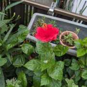 ヒメ日記 2025/08/30 06:45 投稿 麻衣 モアグループ大宮人妻花壇