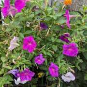 ヒメ日記 2025/09/01 06:54 投稿 麻衣 モアグループ大宮人妻花壇