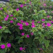 ヒメ日記 2025/09/02 11:39 投稿 麻衣 モアグループ大宮人妻花壇