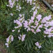 ヒメ日記 2025/09/03 21:15 投稿 麻衣 モアグループ大宮人妻花壇