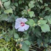 ヒメ日記 2025/09/08 05:24 投稿 麻衣 モアグループ大宮人妻花壇