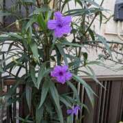 ヒメ日記 2025/09/09 19:45 投稿 麻衣 モアグループ大宮人妻花壇