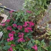 ヒメ日記 2025/09/14 11:30 投稿 麻衣 モアグループ大宮人妻花壇