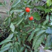 ヒメ日記 2025/09/22 06:48 投稿 麻衣 モアグループ大宮人妻花壇