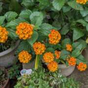 ヒメ日記 2025/09/26 09:24 投稿 麻衣 モアグループ大宮人妻花壇