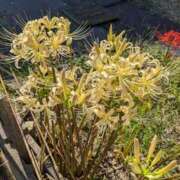 ヒメ日記 2025/10/05 05:42 投稿 麻衣 モアグループ大宮人妻花壇