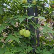 ヒメ日記 2025/10/10 22:42 投稿 麻衣 モアグループ大宮人妻花壇