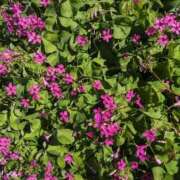 ヒメ日記 2025/12/08 12:33 投稿 麻衣 モアグループ大宮人妻花壇