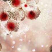 ヒメ日記 2026/03/18 22:50 投稿 せな 激安ピーチ