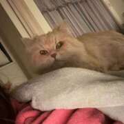 ほむら ごめんなさい オレンジハウス