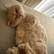 ほむら すみません オレンジハウス