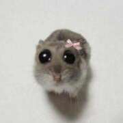 ヒメ日記 2026/01/12 21:57 投稿 みずき オレンジハウス