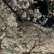 ヒメ日記 2026/04/06 20:20 投稿 すみ オレンジハウス