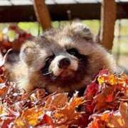 ヒメ日記 2025/10/24 23:34 投稿 あん Beppin house