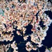 うみ 桜が…😭 京都デリヘル倶楽部FIRST