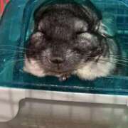 ヒメ日記 2025/11/13 15:44 投稿 とうあ スピード梅田店