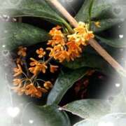 ヒメ日記 2025/10/24 10:14 投稿 ゆめ 池袋おかあさん