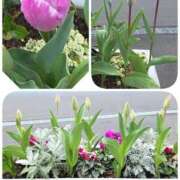 ヒメ日記 2026/03/29 19:44 投稿 ゆめ 池袋おかあさん