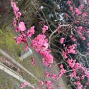 ヒメ日記 2026/03/22 14:34 投稿 愛田しおり 金瓶梅(きんぺいぱい)(雄琴)