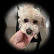 ヒメ日記 2025/10/05 08:22 投稿 倉持華澄 五十路マダムエクスプレス船橋店(カサブランカグループ)