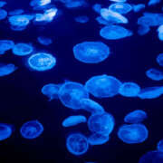 ヒメ日記 2025/09/02 21:15 投稿 いずみ みこすり半道場 大阪店