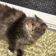 ヒメ日記 2025/10/10 12:07 投稿 まゆり ラブリップ大宮店