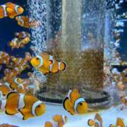 ヒメ日記 2025/09/16 12:54 投稿 好珠/このみ 五反田アネージュ（ユメオト）