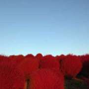 ヒメ日記 2025/11/20 12:19 投稿 好珠/このみ 五反田アネージュ（ユメオト）