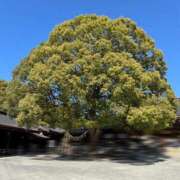 ヒメ日記 2025/12/31 13:52 投稿 好珠/このみ 五反田アネージュ（ユメオト）