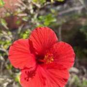 ヒメ日記 2026/02/01 09:06 投稿 えむ 熟女家 京橋店