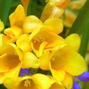 さゆり ありがとうございました❣️ 完熟ばなな新宿