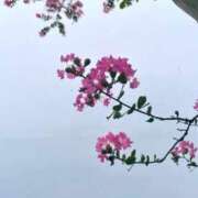 ヒメ日記 2025/09/05 11:46 投稿 さくらこ ルネッサンス