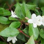 ヒメ日記 2025/08/17 10:47 投稿 あずま ハピネス東京