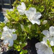 ヒメ日記 2026/01/18 08:39 投稿 ひなた SUZUME