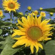 ヒメ日記 2025/08/10 21:09 投稿 天音【あまね】 人妻日和(久喜)