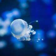 ヒメ日記 2025/08/12 15:36 投稿 しおん 制服これくしょん