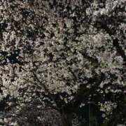 ヒメ日記 2026/03/31 23:36 投稿 しおん 制服これくしょん