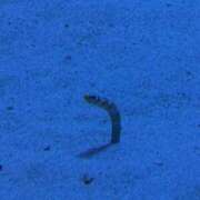 しおん この前またもや江ノ島！水族館も行ったよ🐟 制服これくしょん