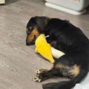 ヒメ日記 2025/12/17 09:48 投稿 めい【ドＭ降臨しました！】 ソープランド看護学院ディエックス