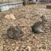 さくや 感謝 恋する人妻