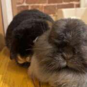 ヒメ日記 2025/12/09 12:06 投稿 あこ ノーハンドの人妻　上野店