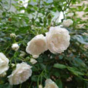 ヒメ日記 2025/10/17 15:26 投稿 新人カワイちゃん ラブチャンス