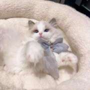 ヒメ日記 2025/12/11 16:30 投稿 もえ【性感】 性感エステBianca豊中店