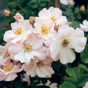 ヒメ日記 2025/09/17 15:42 投稿 早川かおり ウフフな40。ムフフな50。。（横浜ハレ系）