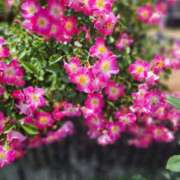 ヒメ日記 2025/09/30 10:45 投稿 早川かおり ウフフな40。ムフフな50。。（横浜ハレ系）