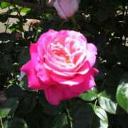 早川かおり すっかり ウフフな40。ムフフな50。。（横浜ハレ系）