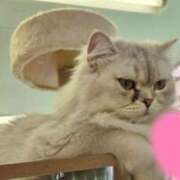 ちなつ 本日出勤です💭 錦糸町人妻セレブリティ（ユメオト）