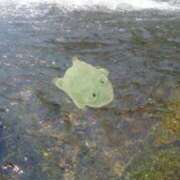 ヒメ日記 2025/09/11 12:24 投稿 りっか ちゃんこ本厚木店